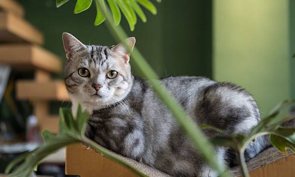 Tout savoir sur l'American Shorthair