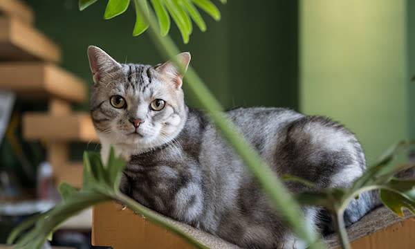 Tout savoir sur l'American Shorthair