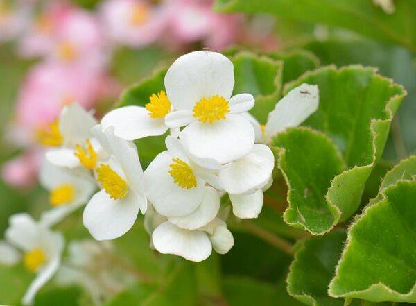 begonia