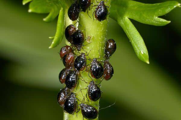 Que faire contre le puceron noir ?