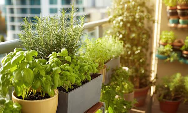 Potager au balcon