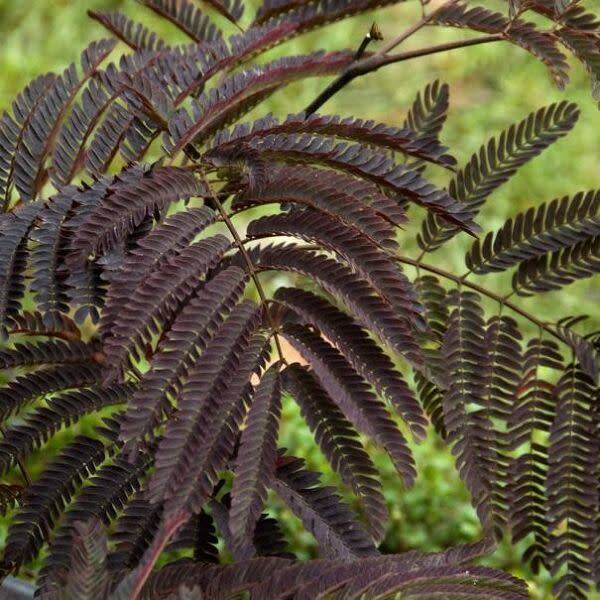 Albizia ‘Summer Chocolate’