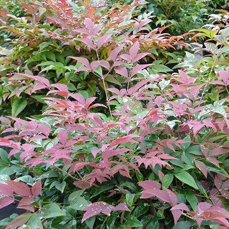 Entretien du Nandina ou bambou sacré