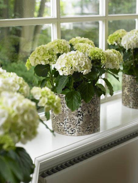 Hortensia en bouquet sec