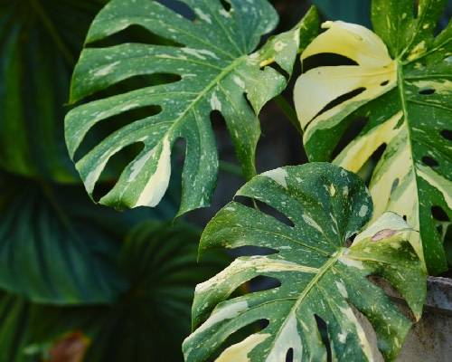 Plante d'intérieur, Monstera panaché