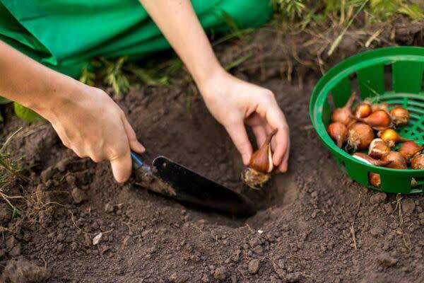 Bulbes : planter à la bonne profondeur