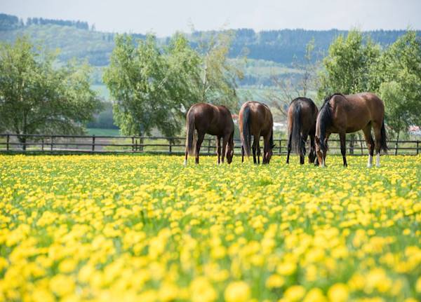 Comment installer une clôture pour chevaux ? - © Sibylle - stock.adobe.com
