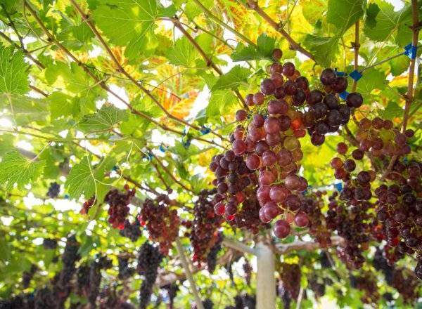 #Une vigne montrant des feuilles jaunes peut être malade - © themorningglory - stock.adobe.com

