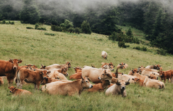 vaches dans la nature 