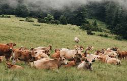 vaches dans la nature