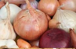 Oignon, échalotte, ail, les bulbes potagers