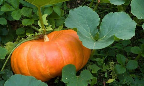 Entretenir et récolter les courges - © JAG IMAGES - stock.adobe.com