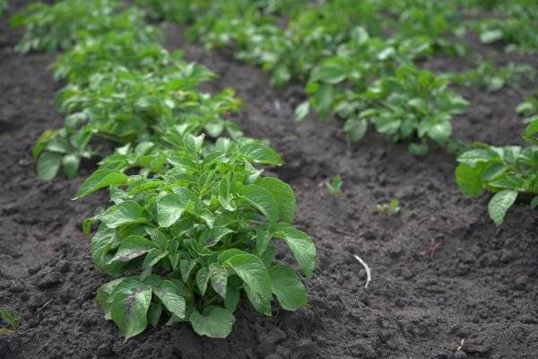 # Désherber autour des pommes de terre - © Людмила Ко - stock.adobe.com