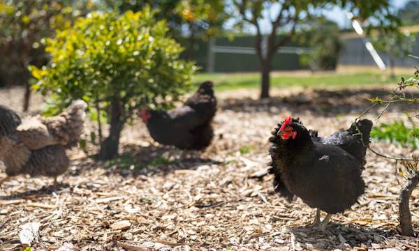 Nourrir ses poules - © Phoebe - stock.adobe.com