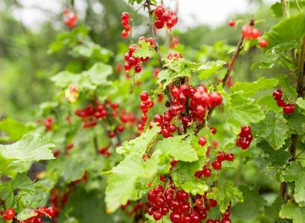#Le groseillier est un petit fruitier d'entretien facile - © eliosdnepr - stock.adobe.com