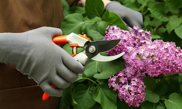 L’entretien du sécateur - © New Africa - stock.adobe.com