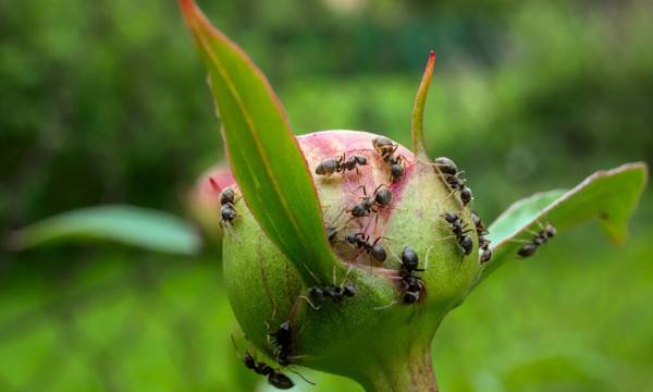 Des fourmis au jardin - © Aleksander - stock.adobe.com