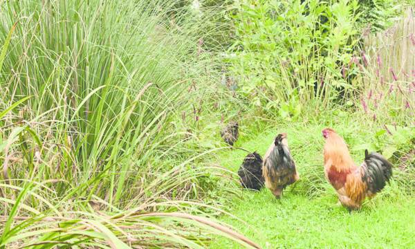 Peut-on laisser ses poules en liberté dans le jardin ?