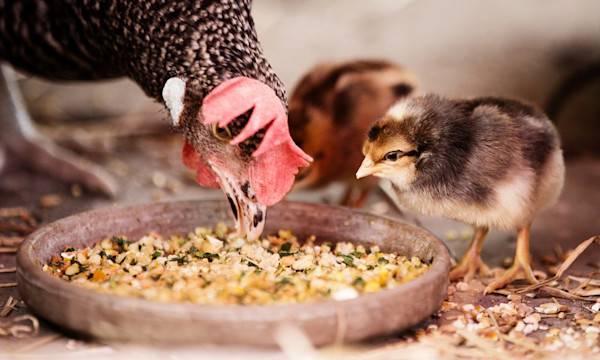 Quelle mangeoire pour vos poules ? - © Claudia Marx - stock.adobe.com