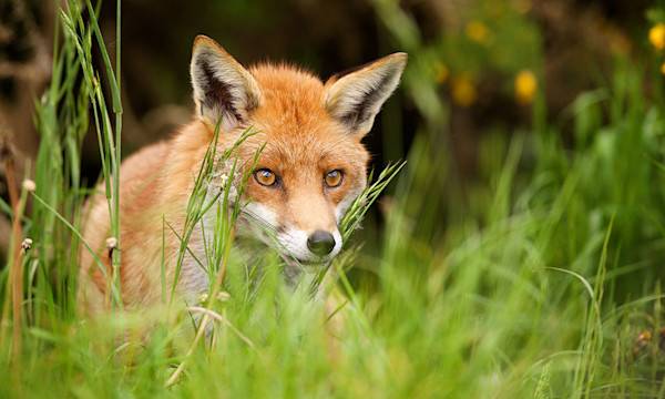 le renard est un prédateur des poules