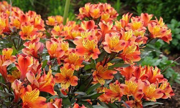 Entretien de l’alstroemeria - © Alexandra - stock.adobe.com
