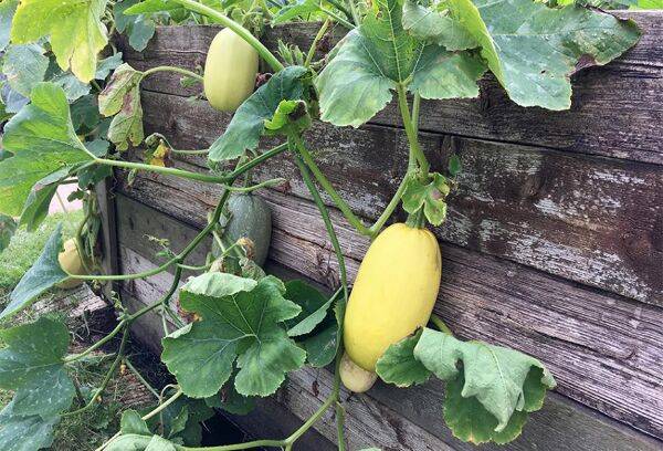 Courge Spaghetti