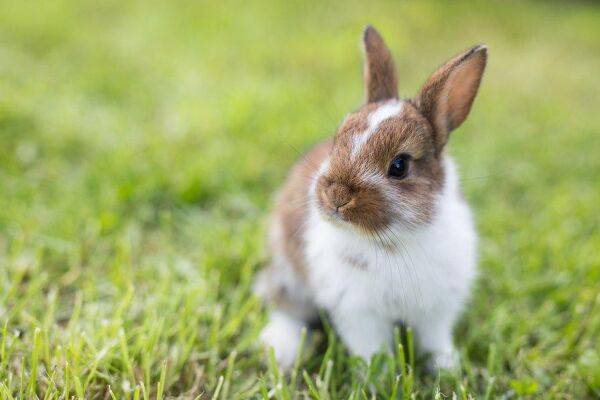 Quelle nourriture donner à son lapin ?