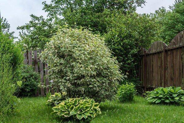 Quels arbustes persistants se plaisent en sol argileux ?