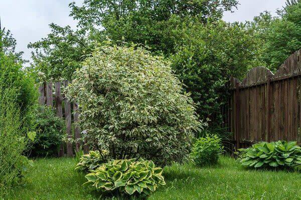 Quels arbustes persistants se plaisent en sol argileux ?