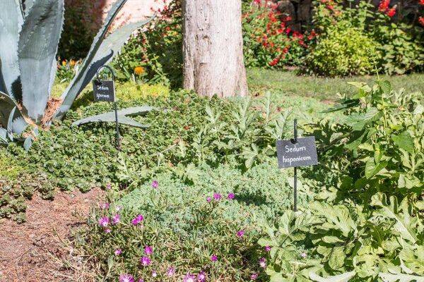Quelles associations fleurs et plantes aromatiques faire au jardin ?