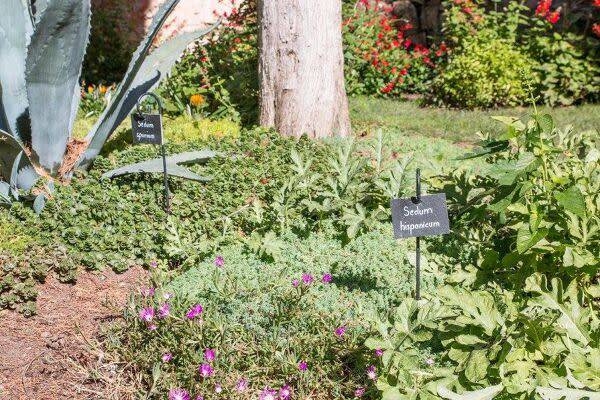Quelles associations fleurs et plantes aromatiques faire au jardin ?