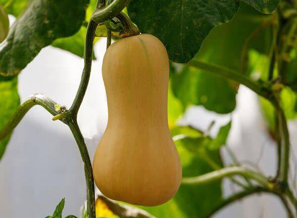 Courge Butternut