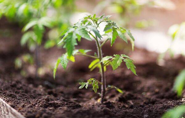 Comment bien faire pousser ses tomates ?