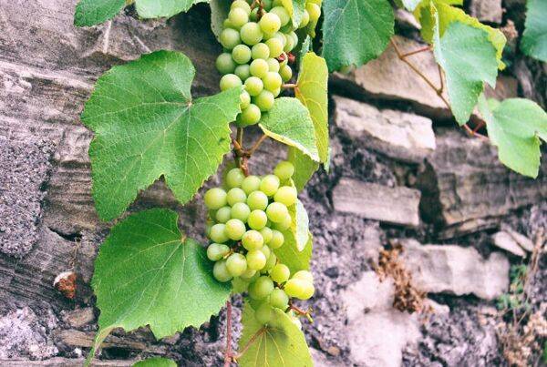 Vigne : une grimpante décorative et productive