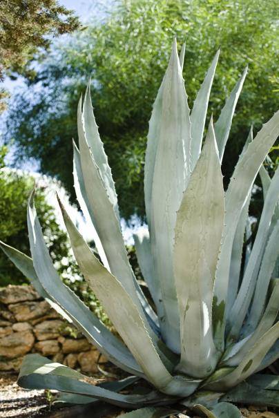 Connaissez-vous le xeriscaping ?