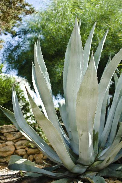 Connaissez-vous le xeriscaping ?
