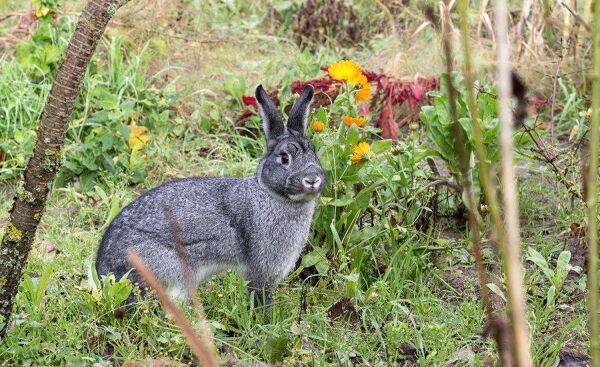 Comment éloigner les lapins qui ravagent le jardin ?