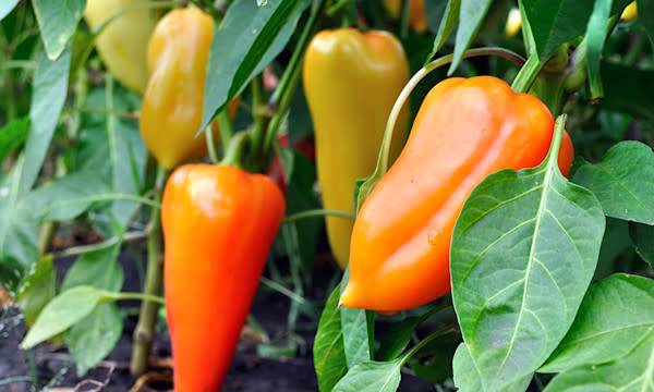 Poivron : variétés, plantation, entretien