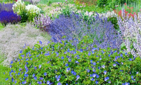 Des arbustes bleus - © Friedberg- stock-adobe.com