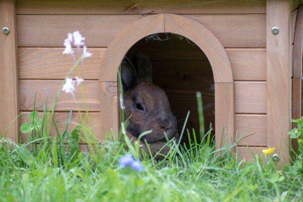 Comment choisir un abri pour lapin ?
