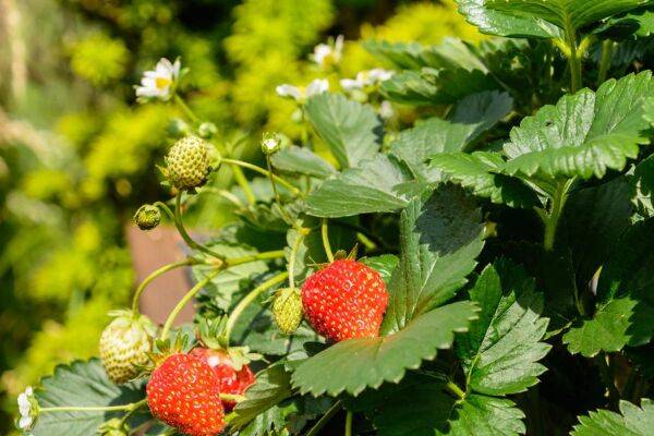 9 plantes amies du fraisier