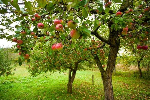 #Lutter contre les cochenilles sur les pommiers - © Xalanx - stock.adobe.com
