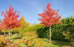 Arbre d'automne, liquidambar