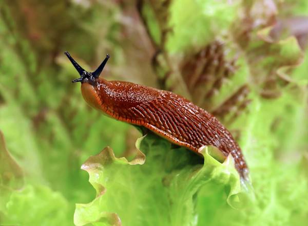 # Et elle est fière d’elle cette limace après avoir mangé toute la salade ! - © Andreas - stock.adobe.com