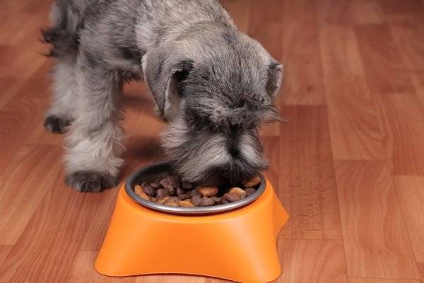 Les chiens stérilisés ont des besoins un peu différents - © maximilian_100 - stock.adobe.com
