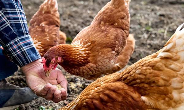 Quelle vitamine donner aux poules pondeuses ? - © Caterina Trimarchi - stock.adobe.com