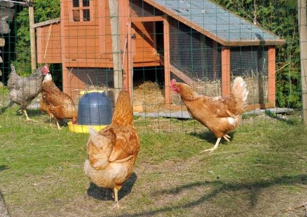 #Quelles protections offrir à vos poules et à leur poulailler ? © coco - stock.adobe.com