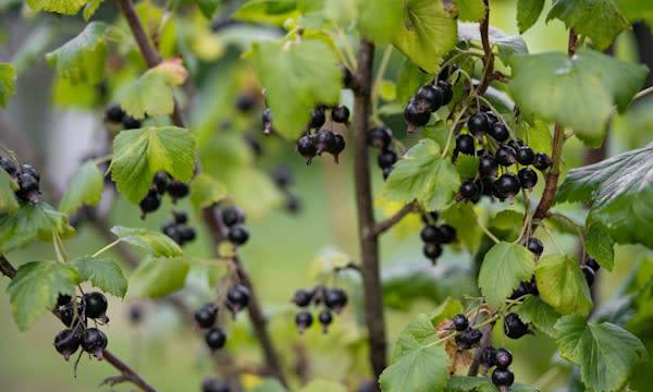 Planter le cassissier en racines nues - © Tsyb Oleh - stock.adobe.com