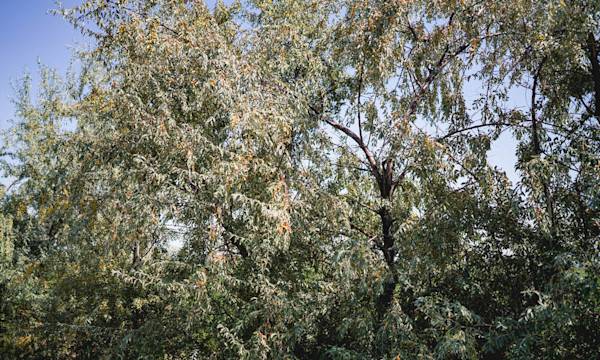 L'entretien de l'olivier de Bohème / arbre du Paradis - © Brekke - stock.adobe.com
