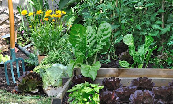 Le carré potager est un support très intéressant pour les plantes, notamment au potager